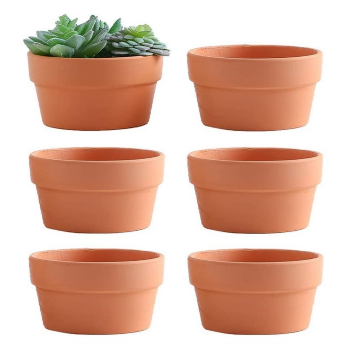 Echeveria Succulent - 6 pezzi vasi in terracotta da
