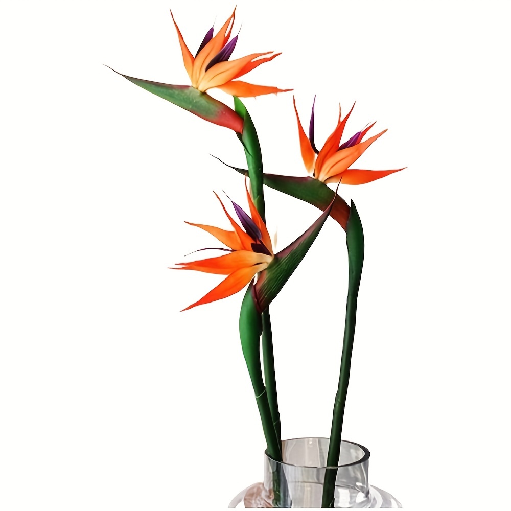 Bird Paradise Strelitzia - 3 pezzi di fiori di uccelli