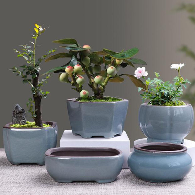 Echeveria Succulent - Vaso da fiori in ceramica retrò