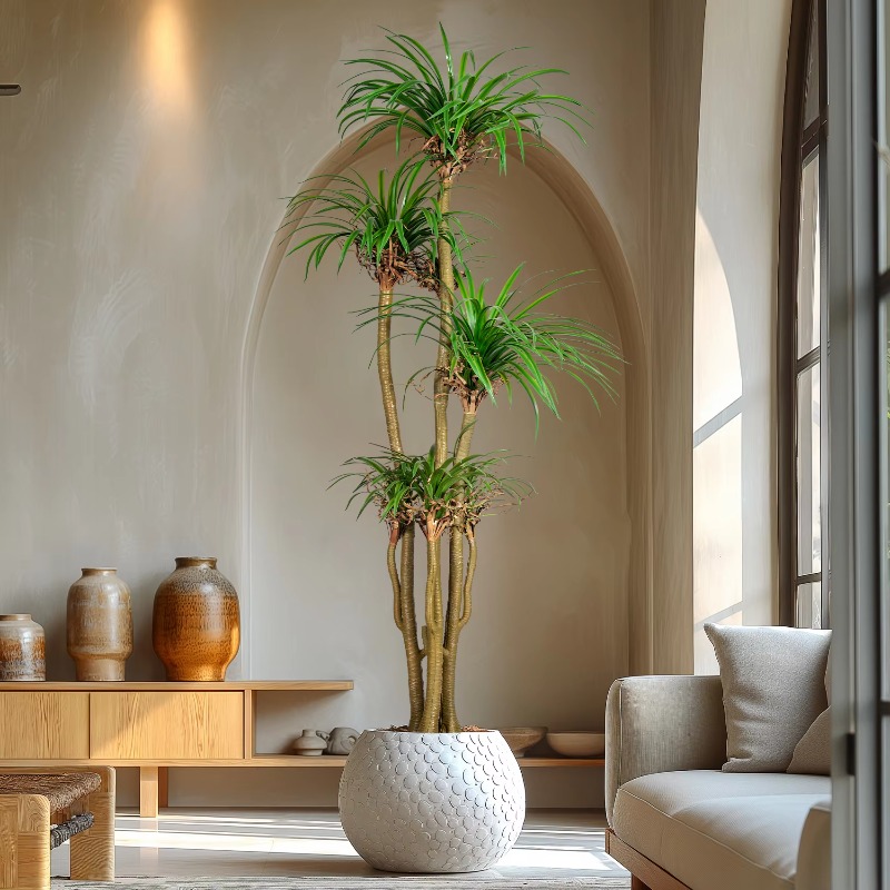 Albero domestico per interni/e - Dracaena Marginata recensione e prezzo