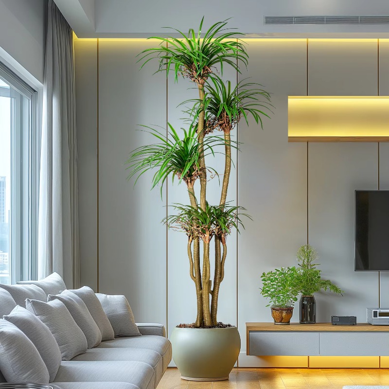 Albero domestico per interni/e - Dracaena Marginata recensione e prezzo