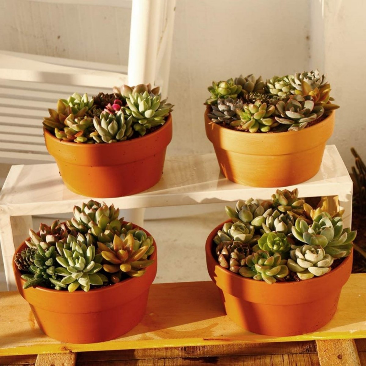 6 pezzi vasi in terracotta da  - Echeveria Succulent recensione e prezzo