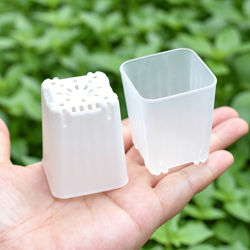 50-100 Pezzi Vaso Quadrato Min - Echeveria Succulent recensione e prezzo