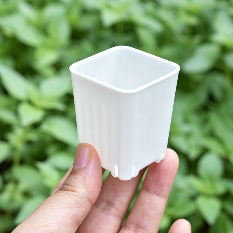 50-100 Pezzi Vaso Quadrato Min - Echeveria Succulent recensione e prezzo