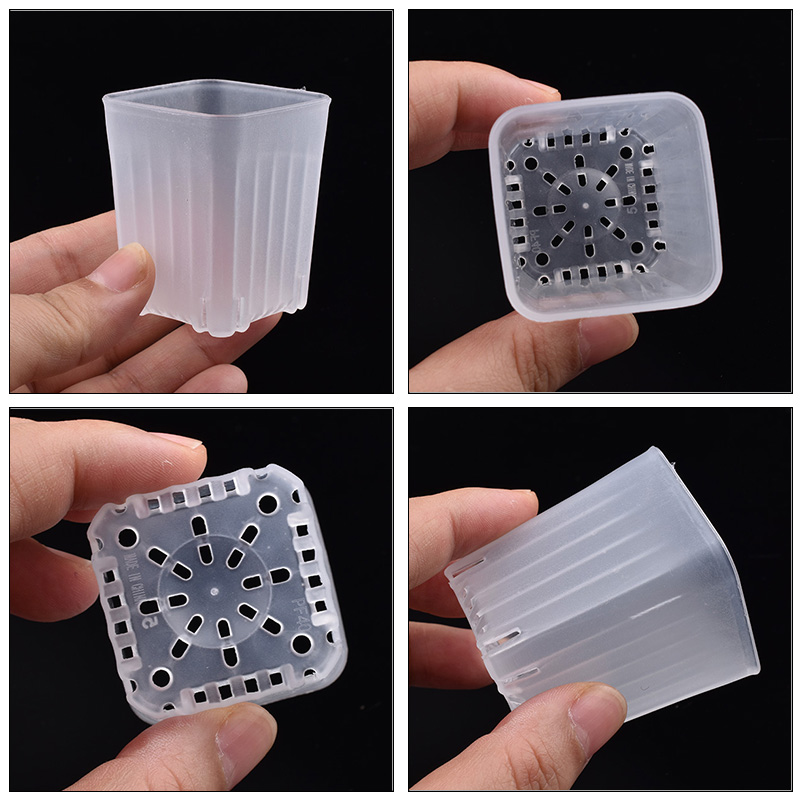 50-100 Pezzi Vaso Quadrato Min - Echeveria Succulent recensione e prezzo