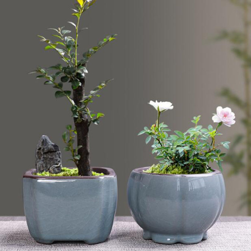 Vaso da fiori in ceramica retr - Echeveria Succulent recensione e prezzo